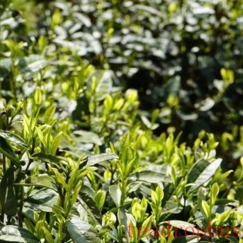 Winter Management Highlights: Tea Gardens Engaged in Autumn-Winter Management Training