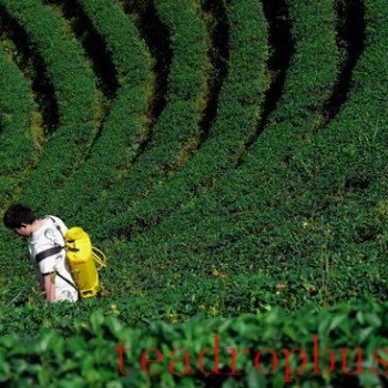 Regulatory Realities: Tea and the EU’s Pesticide Logic