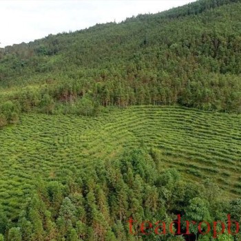 Pinghe Town, Luchun: Promoting High-Quality Development of the Tea Industry, Tea Farmers Embrace a ‘Golden Career-