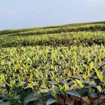 Pingshan County-s Longhua Town, Yibin City: Concentrating on the "Three Ends and Three Transformations" to Solidify the "Tea Story," Paving the "Path to Prosperity" for Agricultural Income Growth