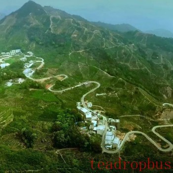 "Drinkable Perfume": What are the Differences Among the Top Ten Aromatic Types of Phoenix Dancong Tea?