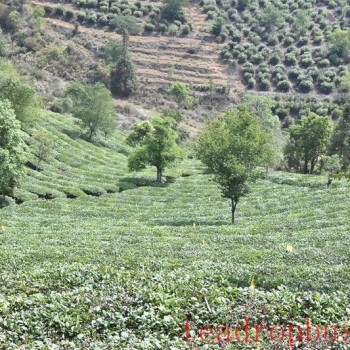 Ministry of Agriculture and Rural Affairs: Protect Tea Cultural Heritage and Enhance Social Influence of Tea Culture