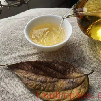 Want to Drink White Tea But Not Sure How to Choose? How to Select the Right White Tea for You