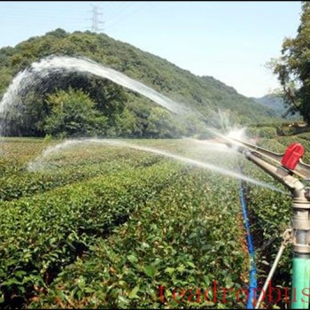 Fu-an: Preventive Measures for Tea Garden Production in Response to Persistent High Temperatures