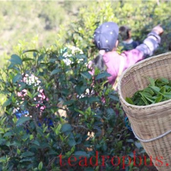 The Best Pu-er Tea Producing Areas