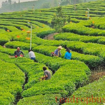 Mengtong: Tea Picking in the Cloudy Tea Sea is in Full Swing