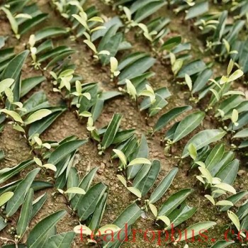 Albino Tea Cutting Propagation Techniques, Save for Later!