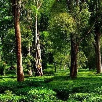 Spring Tea Season: An Overview of the History and Culture of Menghai Pu-er Tea (Part II)