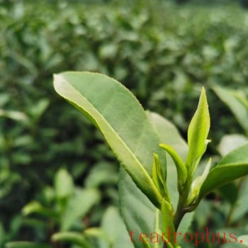 Summer Brings Many Benefits to Tea Drinking: How to Avoid "Tea Intoxication"