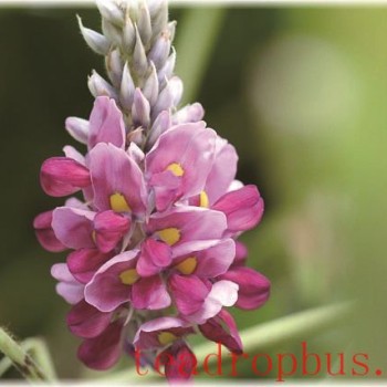 Kudzu Flower Tea: Its Benefits and Brewing Method, a Natural Beverage to Revitalize You