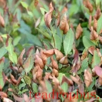 What You Need to Know About Tea Garden Management After Drought Relief