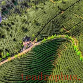 "Living Tea Culture" in the "Intangible Cultural Heritage Tea Spaces"