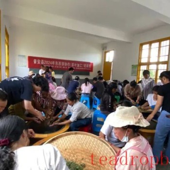 "On-site Training in Villages" Empowers the Tea Industry in Pu-an County for Improved Quality and Efficiency