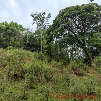 Mengla Yiwu: Spring Tea Aroma Attracts Visitors