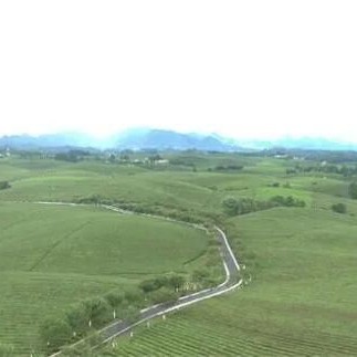 Moutan Tea Industry: Forging New Paths in the "New Tea Beverage" Sector