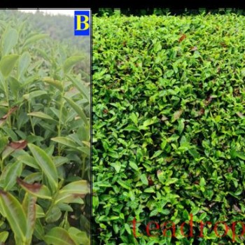 Recovery Measures for Tea Plants After Extreme Heat and Drought Disasters