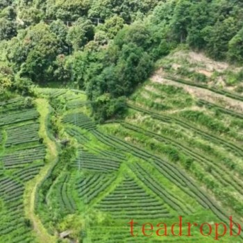 "Industrial Village Chief" Shen Yunrui: Doing Good Green "Tea" Articles and Strengthening the Fortunes of the People’s Industrial Chain