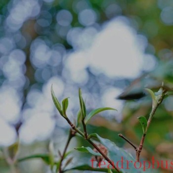 Jingmai Mountain, a Living Book of Chinese Tea History
