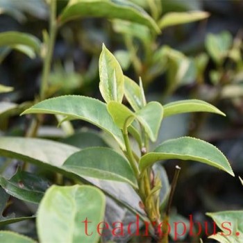 What is the Stimulating Substance in Tea?