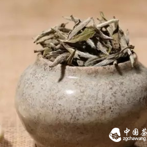 Where Does the 'Freshness' of Spring Tea Come From?