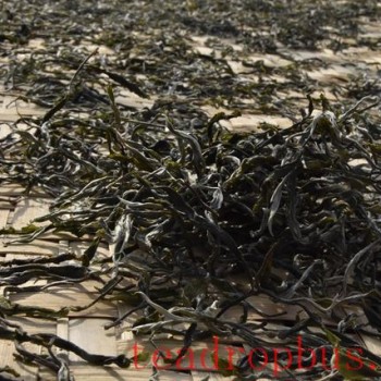 Differentiating Pu-er Spring Tea