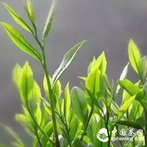 Why is Early Spring Tea Delicious?