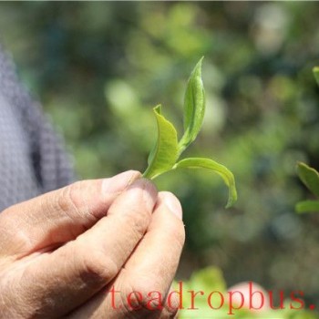 Nutritional Value of Pu-er Tea