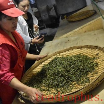 Purpose of Puer Tea Rolling