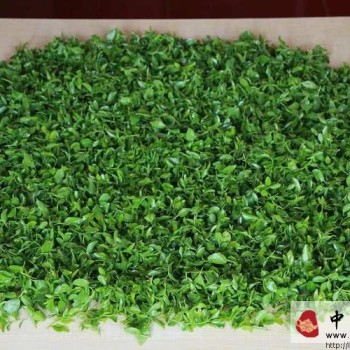 Chewing Tea Leaves Strengthens Teeth and Benefits Health