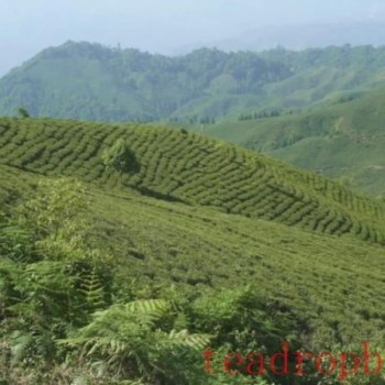 Darjeeling’s Most Storied Tea Estate Writes a New Chapter