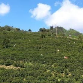 "Tea Second Generation-s" Perspective on Zhenba-s Tea Industry: A Symphony of Tradition and Innovation through the Tea-QR Code Market