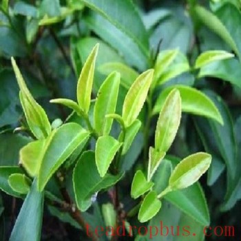 Pingle Stone Cliff Tea