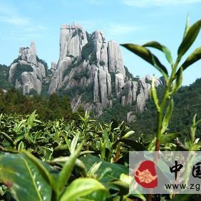 What are the characteristics of White Peony Tea?