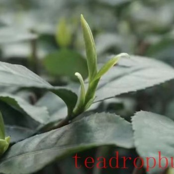 China-s Tea and Its Culture Part XX: "The History, Culture, and Modern Value of Mount Meng’s Ganlu Tea"