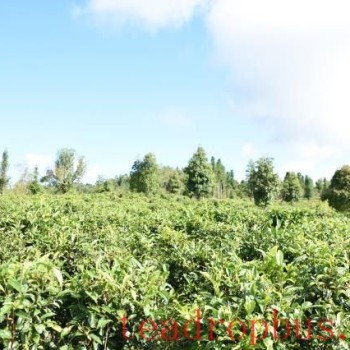 Where is the origin of Dian Hong tea?