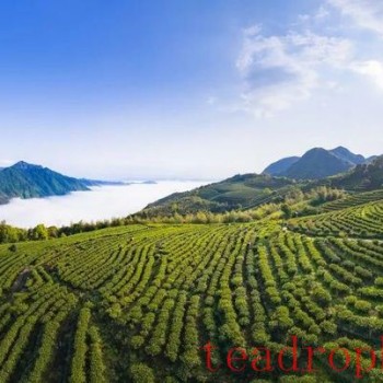 National Intangible Cultural Heritage Inheritor – Lin Hong on the Making Skills of Fruit and Flower Aromatic Black Tea