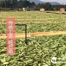 Characteristics of Raw Materials for Fuding White Tea Production