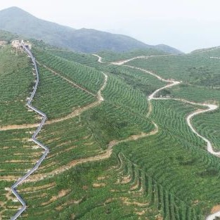 Guoxin Green Valley, One of the Top Ten Gold Medal Tea Estates in Anxi: The Romance and Poetry of Staying Amidst the Tea Garden