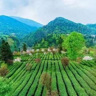Brew a Pot of "Emei Mountain Tea"