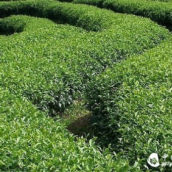 The Formation and Development of Chinese Tea Culture