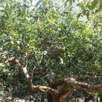 Pu'er Tea, Why Are You So Popular!