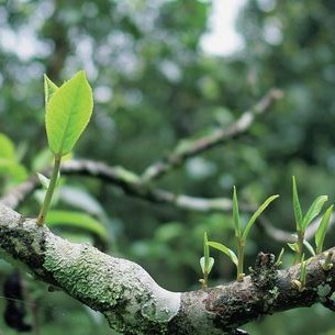 The Five Wonders of Sheng Pu-er Tea