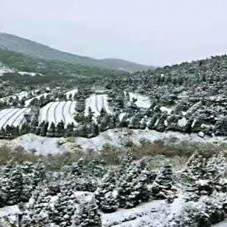 Lanshan, Please Review This Cold and Frost Prevention Guide for Tea Gardens!