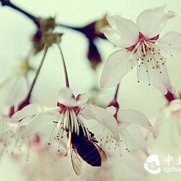 Deep Autumn Calls for Oolong Tea! Seasonal Tea Wisdom: Drinking Tea in Spring, Summer, Autumn, and Winter Has Its Own Rules