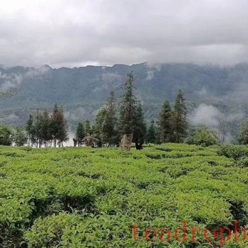 Cangyuan: Tea Industry Shows Favorable Development Momentum