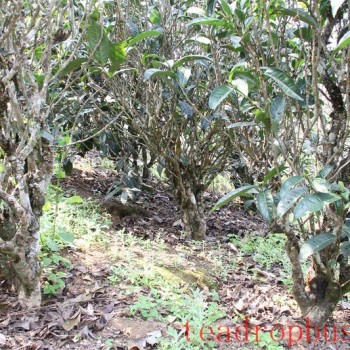Tea Region of Wenshan Prefecture (Part 1)