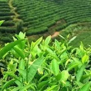 What is Baiya Qilan Tea?