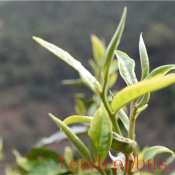 Tracing the Origins of Tea in Wa Village