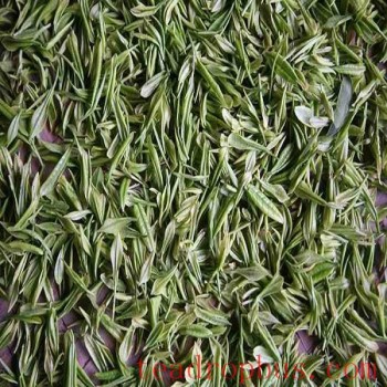 Jing-an White Tea