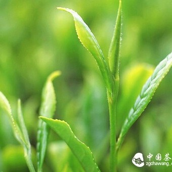 Tea Fumigation for Health︱What is Tea Fumigation?